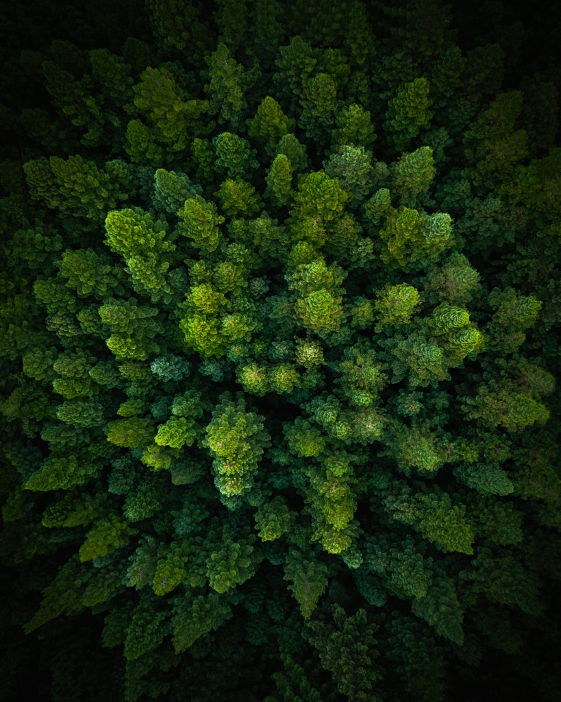Tree tops from above